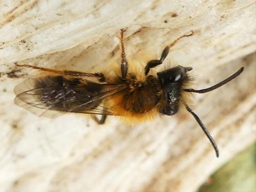 Réf. 279 030 : Andrena fulva